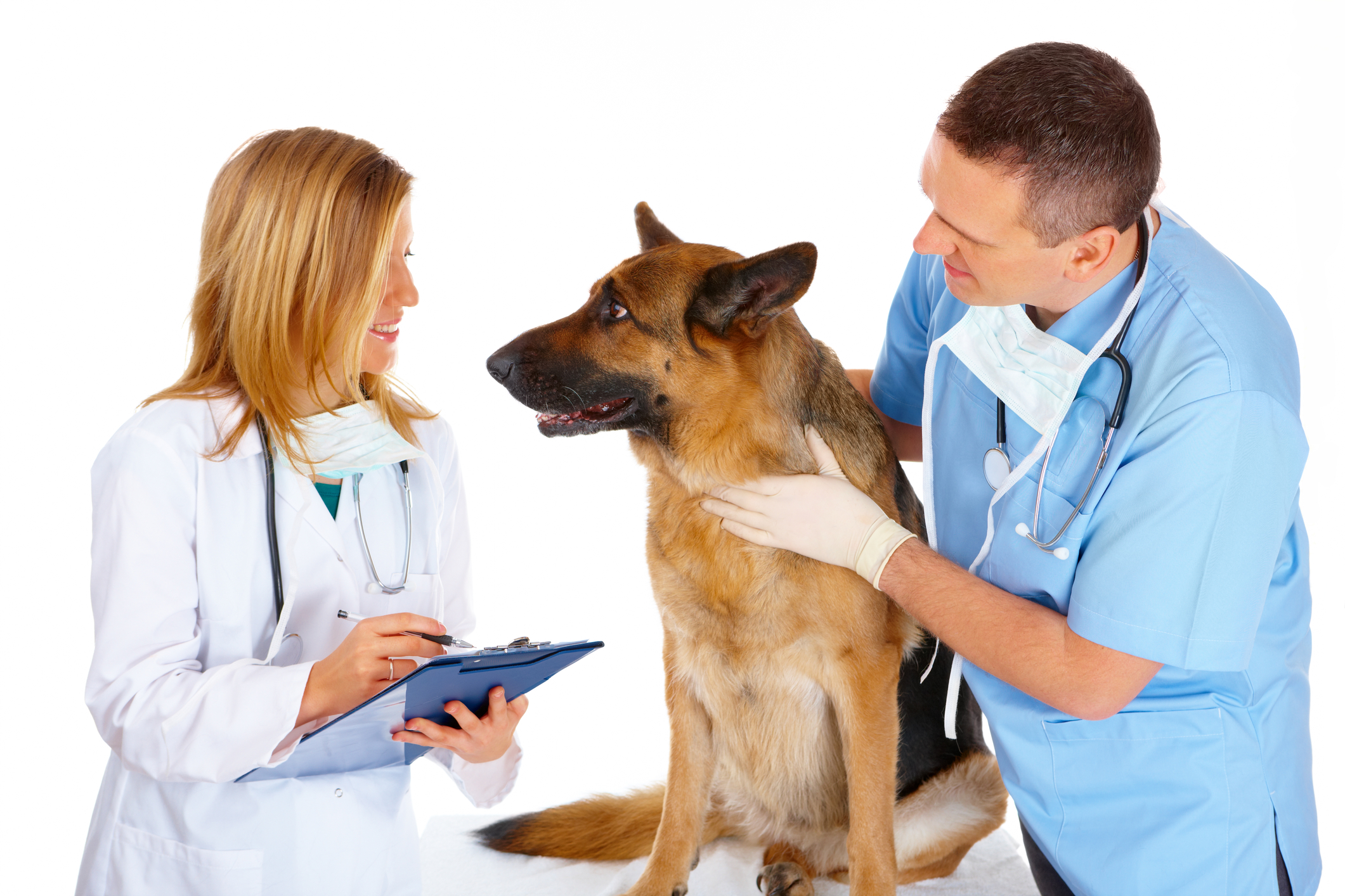 Two vets and a dog